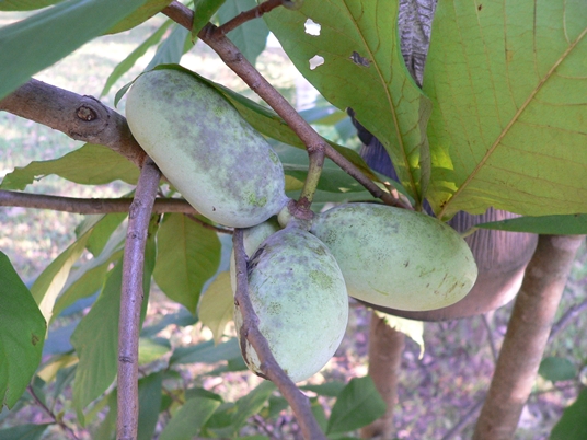 {Asimina triloba}
